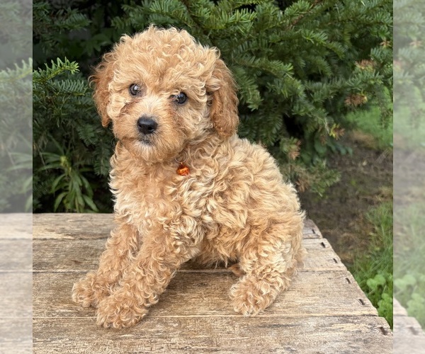 Medium Photo #5 Cockapoo (Miniature) Puppy For Sale in MIDDLEBURY, IN, USA