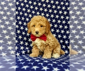 Poodle (Miniature) Puppy for sale in CHRISTIANA, PA, USA