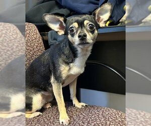 Luna - Female Chihuahua Dog for Adoption - Photo #2