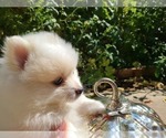 Small Photo #12 Pomeranian Puppy For Sale in CITRUS HEIGHTS, CA, USA