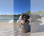 Pup Pup - Male Aussiedoodle Toy Puppy for Sale - Photo #3