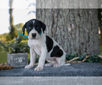 Small #2 Great Dane