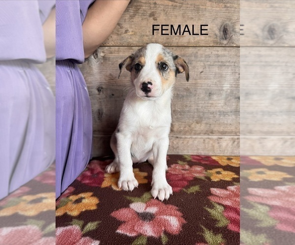 Medium Photo #8 Miniature Australian Shepherd-Mutt Mix Puppy For Sale in VERMONTVILLE, MI, USA