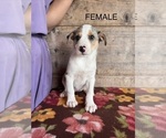 Small #7 Miniature Australian Shepherd-Mutt Mix