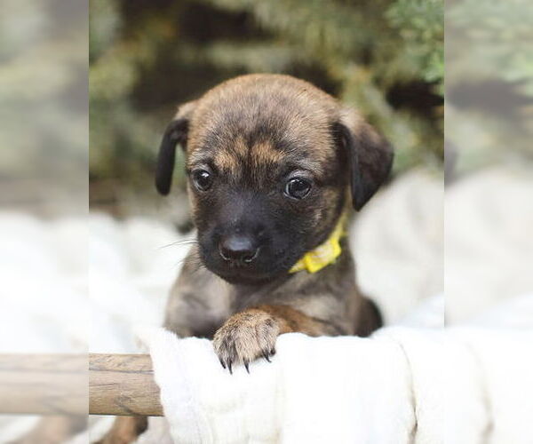 Medium Photo #2 Chi-Poo (Miniature) Puppy For Sale in Corona, CA, USA