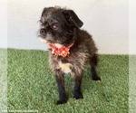 Small #2 Brussels Griffon-Poodle (Miniature) Mix