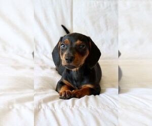 Dachshund Puppy for sale in SAN DIEGO, CA, USA