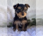 DR pepper - Male Yorkshire Terrier Puppy for Sale - Photo #4