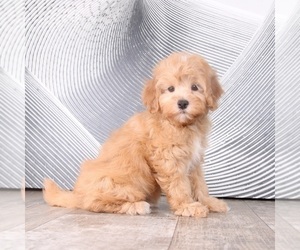 Cavapoo Puppy for sale in WESTPOINT, IN, USA