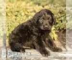 Small #2 Labradoodle
