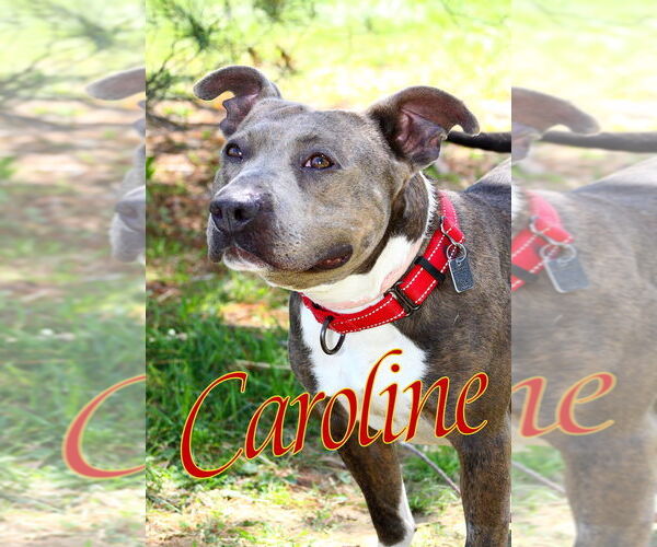 Medium Photo #4 American Pit Bull Terrier Puppy For Sale in Evansville, IN, USA