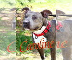 Small #3 American Pit Bull Terrier
