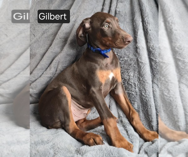 Medium Photo #5 Doberman Pinscher Puppy For Sale in POMEROY, OH, USA