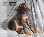 Small #4 Doberman Pinscher