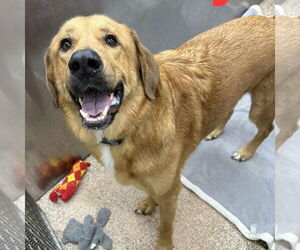 Golden Retriever-Unknown Mix Dogs for adoption in Martinsburg, WV, USA