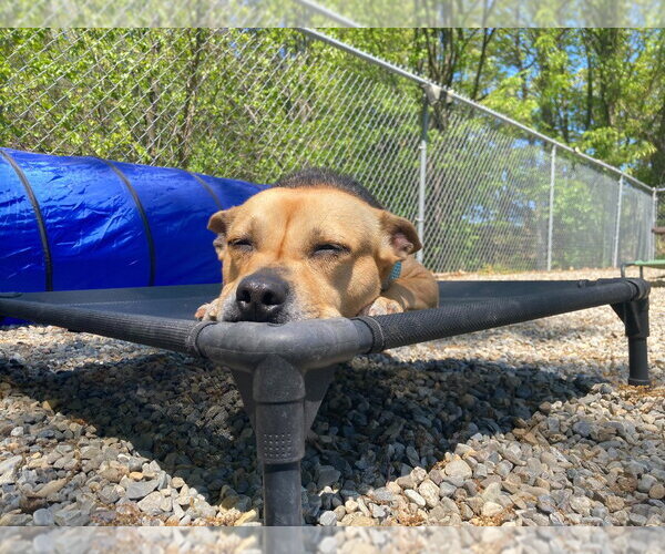Medium Photo #8 German Shepherd Dog-Unknown Mix Puppy For Sale in Sayreville, NJ, NJ, USA