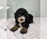 Small #4 Bernedoodle (Miniature)