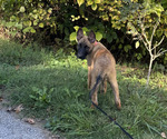 Small #4 Belgian Malinois
