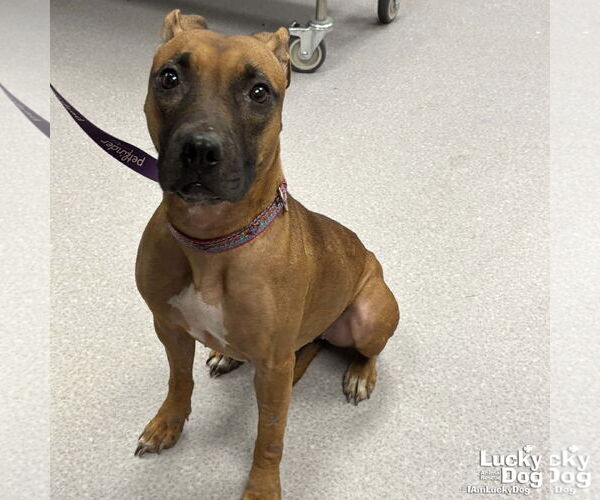Medium Photo #2 Black Mouth Cur-Rhodesian Ridgeback Mix Puppy For Sale in Washington, DC, USA