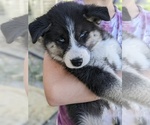 Small Photo #10 Siberian Husky Puppy For Sale in TONOPAH, NV, USA