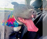 Small Photo #1  Puppy For Sale in , 