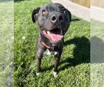 Small Photo #2 Border Collie-Staffordshire Bull Terrier Mix Puppy For Sale in Elk Grove, CA, USA