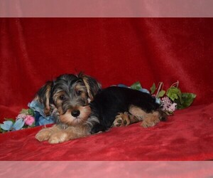Yorkshire Terrier Puppy for sale in BARNESVILLE, KS, USA