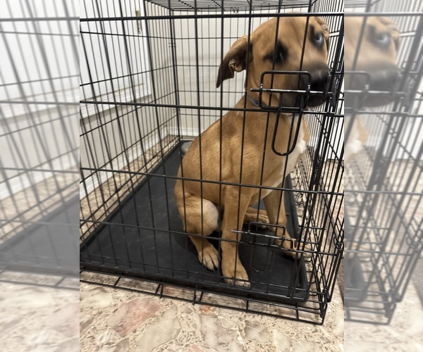Medium Photo #4 American Mastiff-Australian Shepherd Mix Puppy For Sale in ALBUQUERQUE, NM, USA
