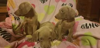 Weimaraner Puppy for sale in PERRY, MO, USA