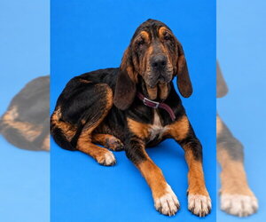Bloodhound Dogs for adoption in Westminster, MD, USA