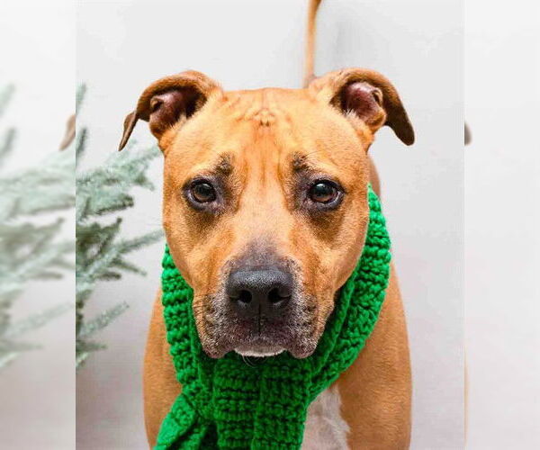 Medium Photo #2 Mutt Puppy For Sale in Sanford, FL, USA