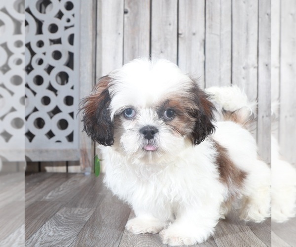 Medium Photo #2 Shih Tzu Puppy For Sale in MOUNT VERNON, OH, USA