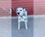 Small Photo #7 Dalmatian Puppy For Sale in Fargo, ND, USA