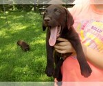Small Photo #4 Labrador Retriever Puppy For Sale in RAYMOND, IL, USA
