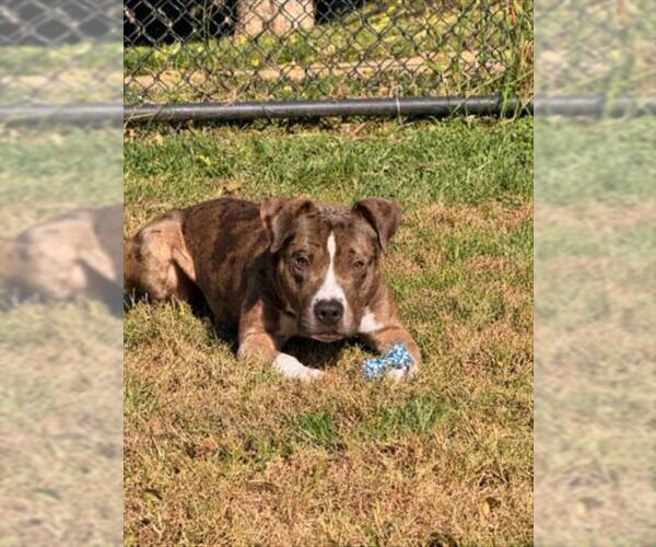 Medium Photo #1 American Pit Bull Terrier-Catahoula Leopard Dog Mix Puppy For Sale in Derwood, MD, USA