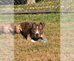 *DIETER DE'TRICK - Male American Pit Bull Terrier-Catahoula Leopard Dog Mix Dog for Adoption - Small photo