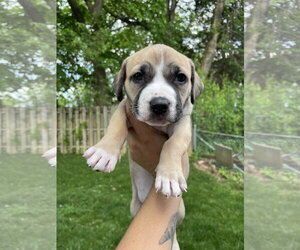 King - Male Mutt Dog for Adoption - Photo #22
