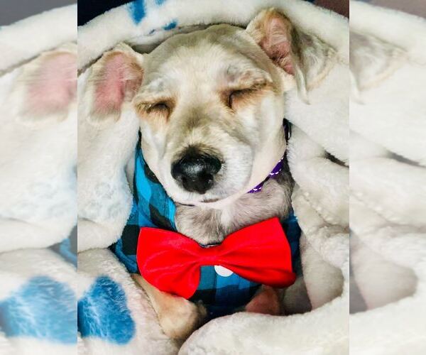 Medium Photo #1 Mutt Puppy For Sale in Silver Spring, MD, USA