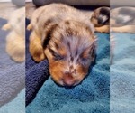Small Photo #11 Australian Shepherd Puppy For Sale in RAYMORE, MO, USA