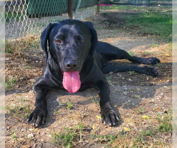 Medium Photo #1 Labrador Retriever-Unknown Mix Puppy For Sale in Ventura, CA, USA