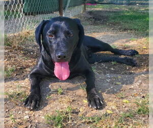 Medium Labrador Retriever Mix