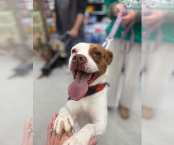 Medium Photo #2 Boxer-Unknown Mix Puppy For Sale in GILBERTS, IL, USA