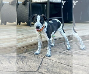 Jack Nursery Rhyme - Male Mutt Dog for Adoption - Photo #3