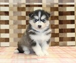 Small #3 Pomsky