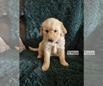 Puppy Purple Golden Retriever