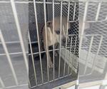 Small American Pit Bull Terrier