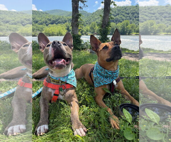 Medium Photo #9 Mutt Puppy For Sale in Alexandria, VA, USA