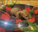 Small Photo #3 Dachshund Puppy For Sale in WITHEE, WI, USA