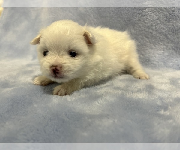 Medium Photo #29 Pomeranian Puppy For Sale in DES MOINES, WA, USA