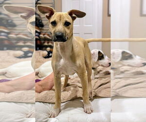 Black Mouth Cur-Labrador Retriever Mix Dogs for adoption in Rockaway, NJ, USA